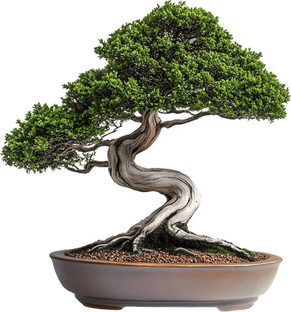 photo of bonsai
